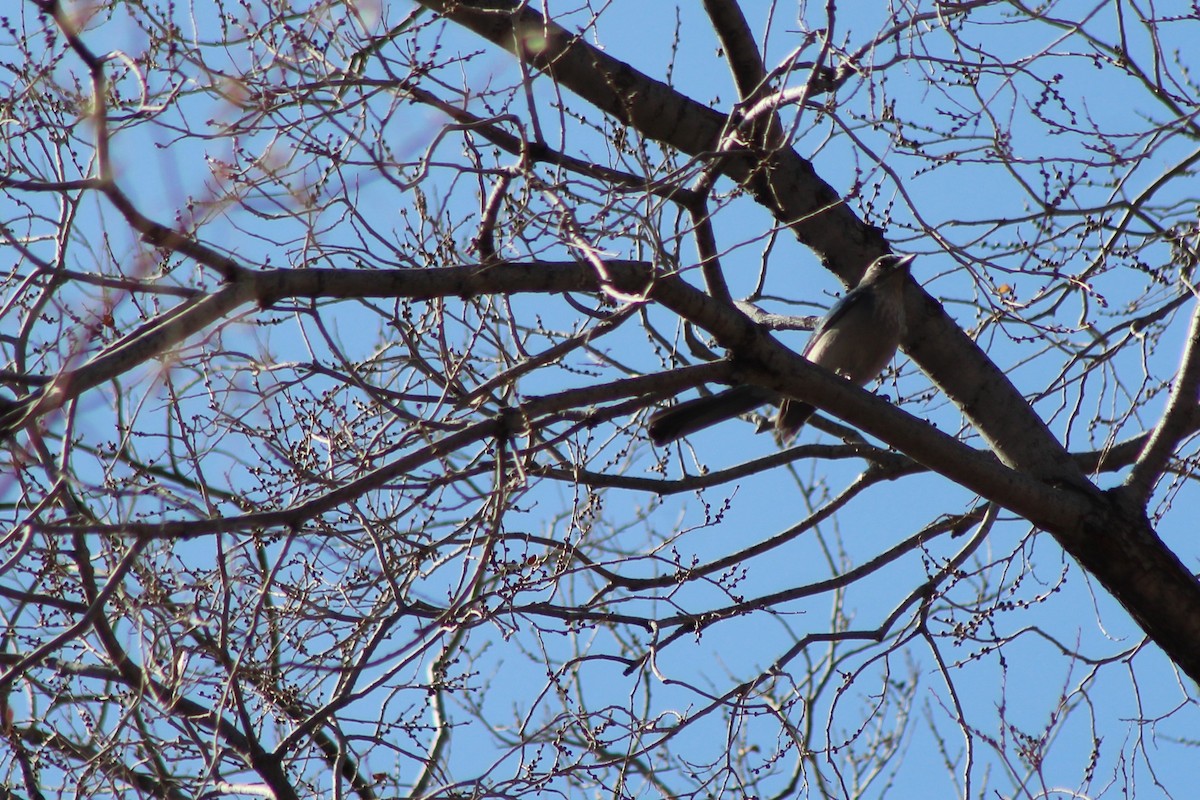 Woodhouse's Scrub-Jay - ML79386741