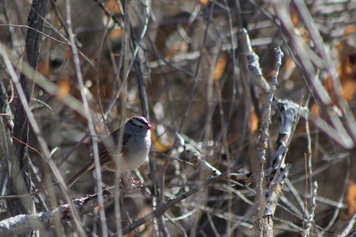 White-crowned Sparrow - David Lerwill