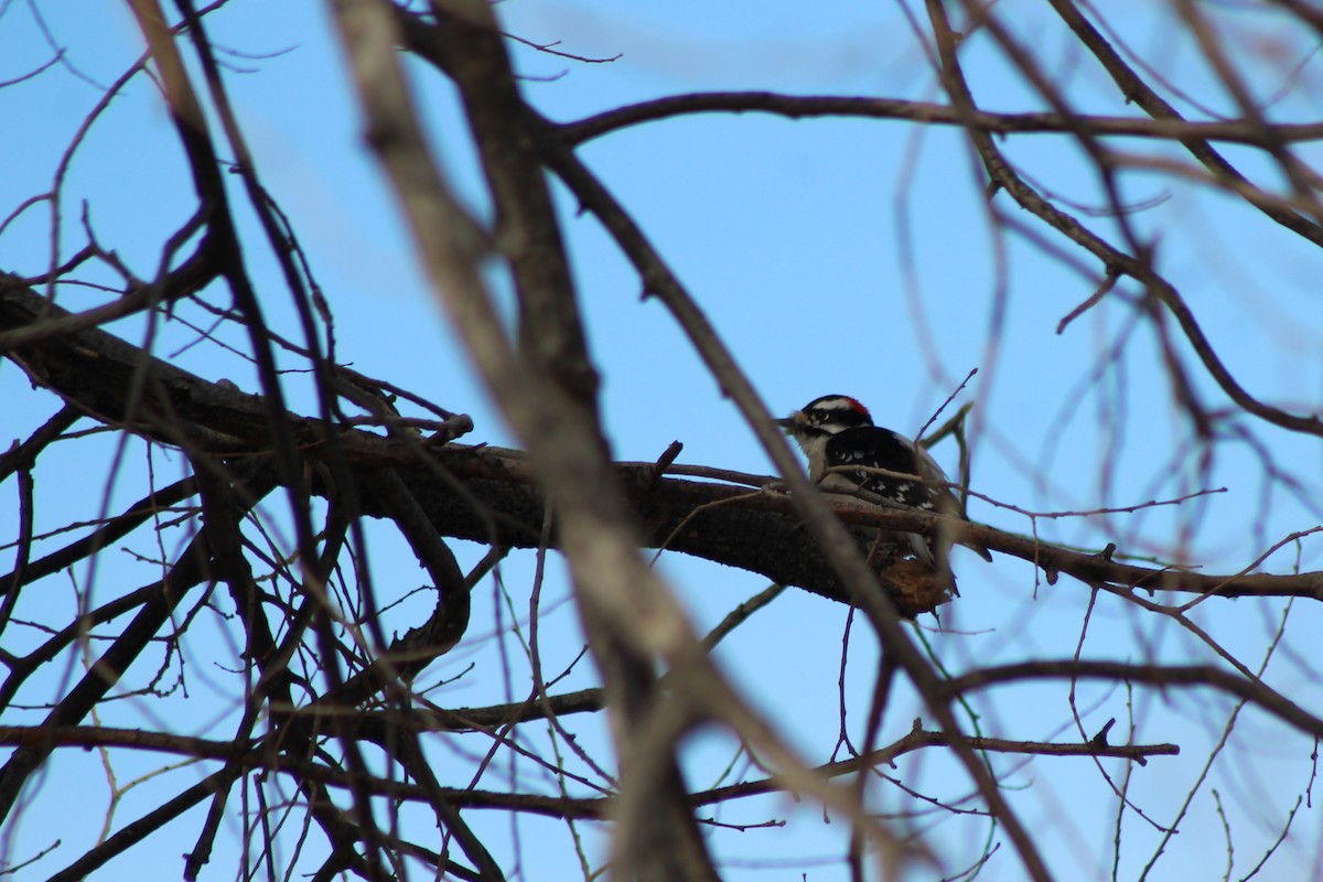 Downy Woodpecker - ML79387311