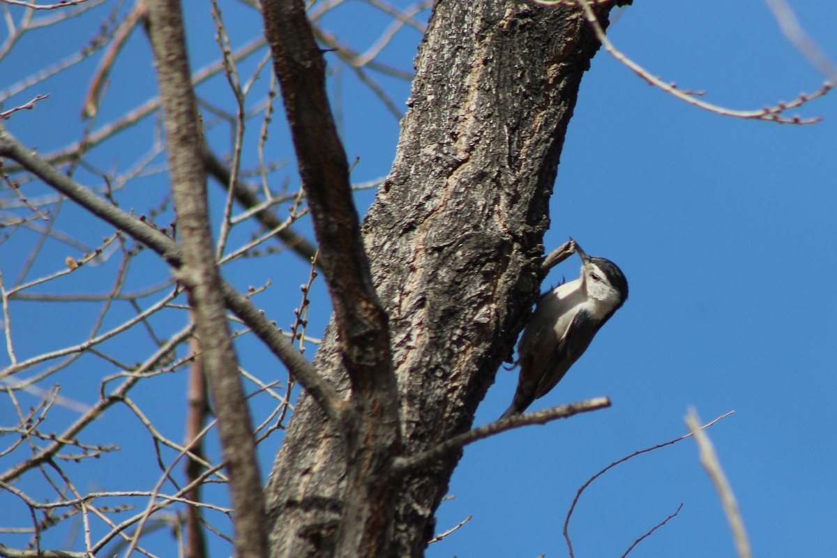 White-breasted Nuthatch - David Lerwill