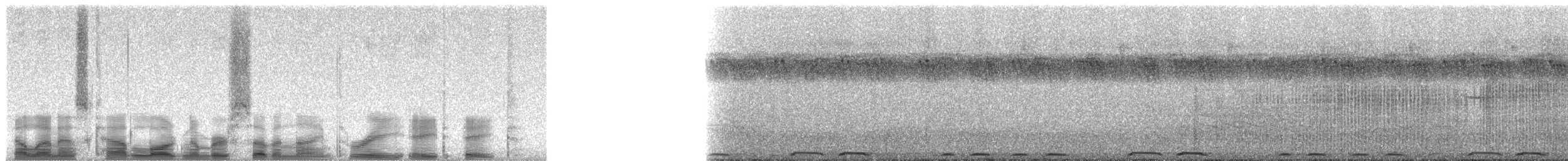 Green Barbet - ML79388