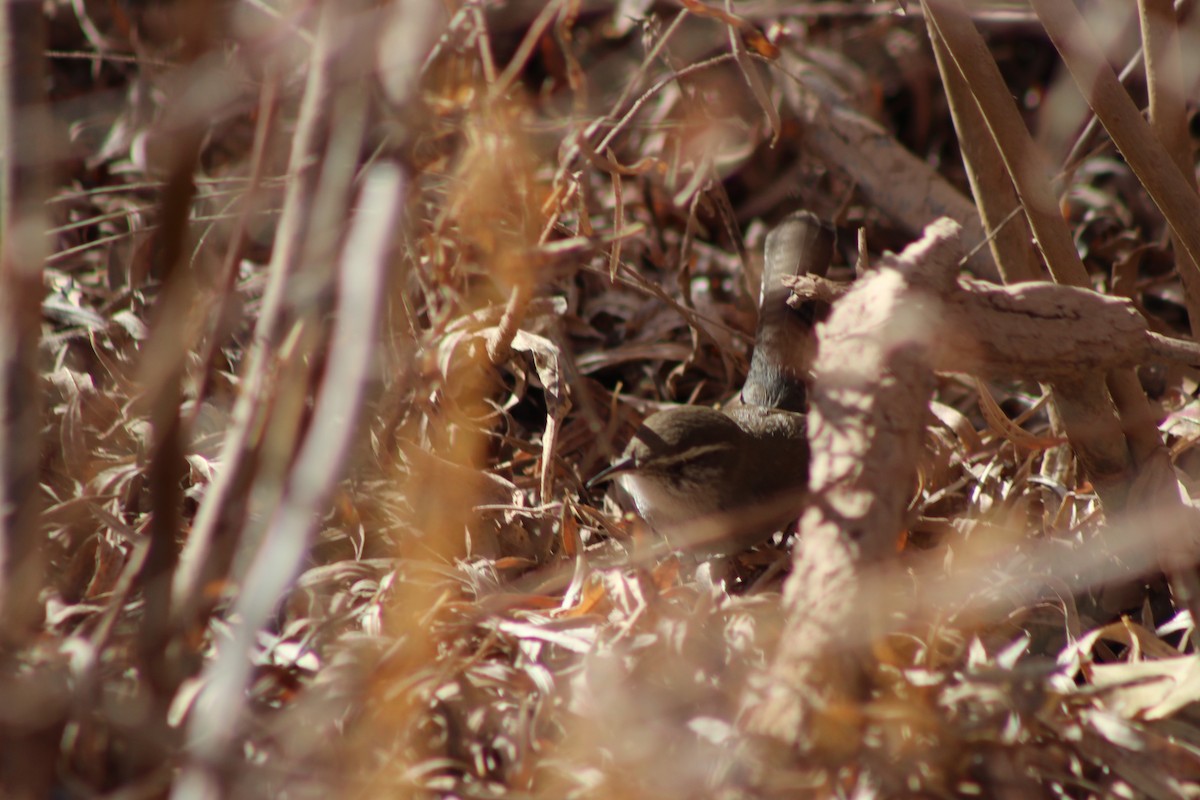 Bewick's Wren - David Lerwill