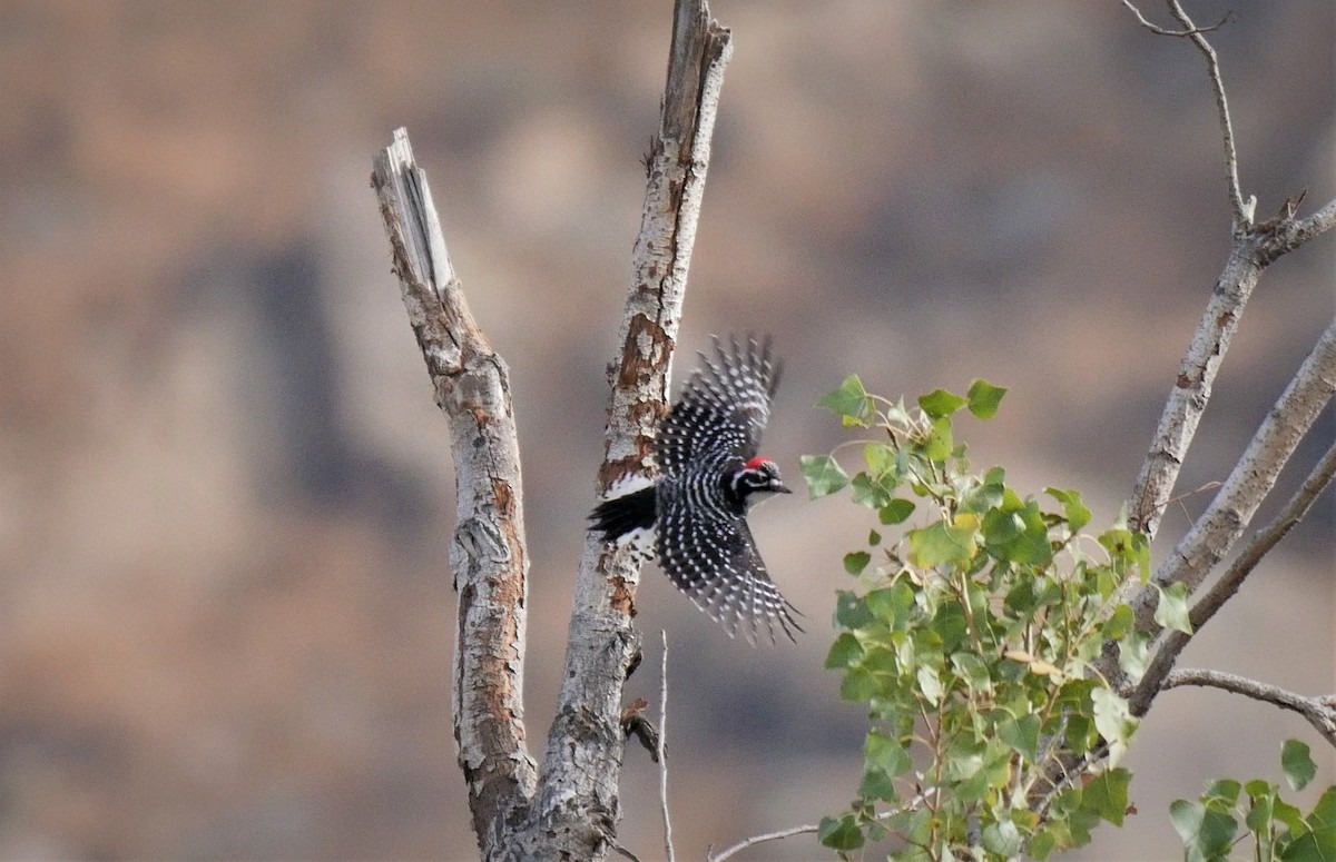 Nuttall's Woodpecker - Angela Kenny