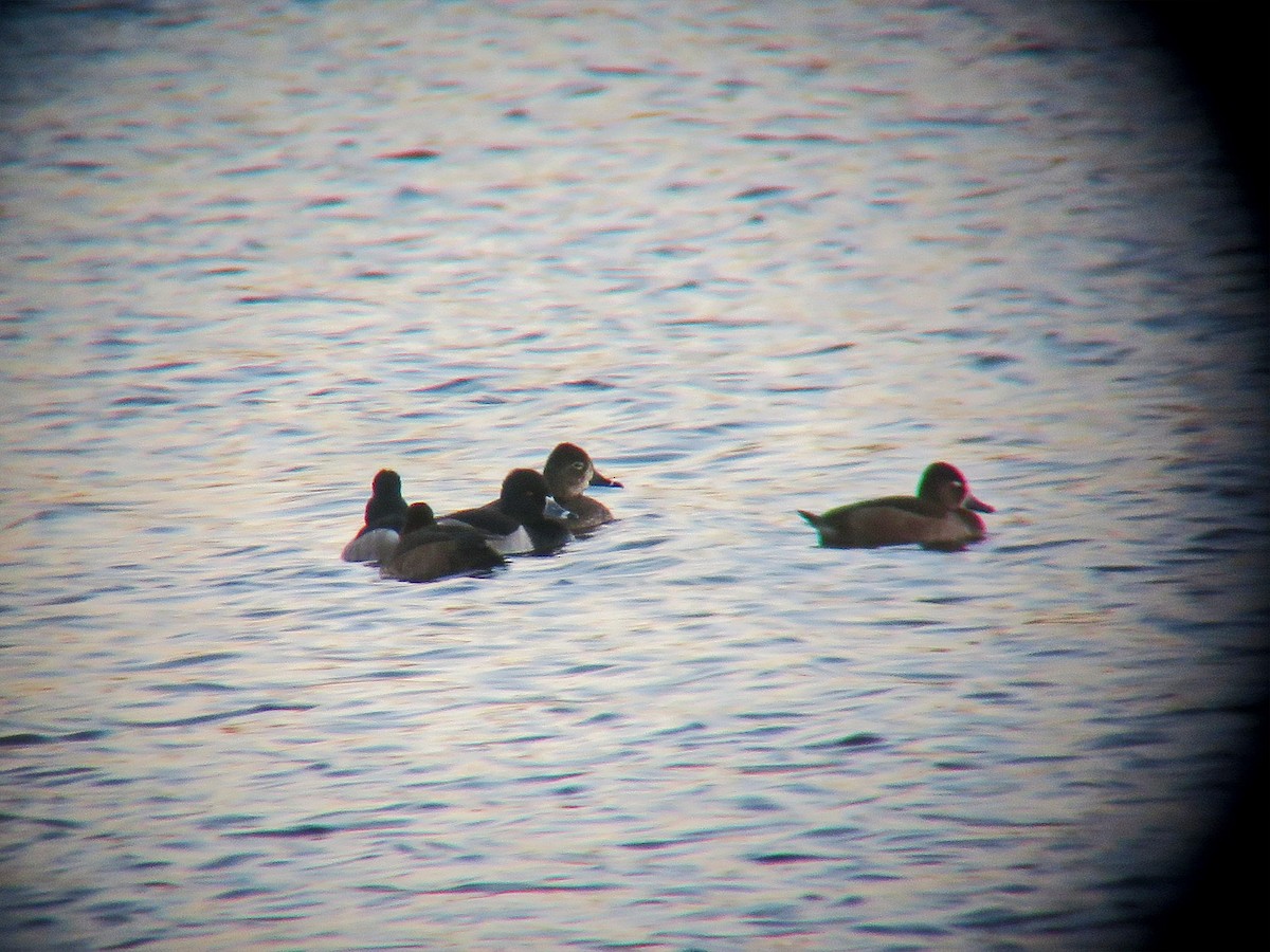 Ring-necked Duck - ML79394691