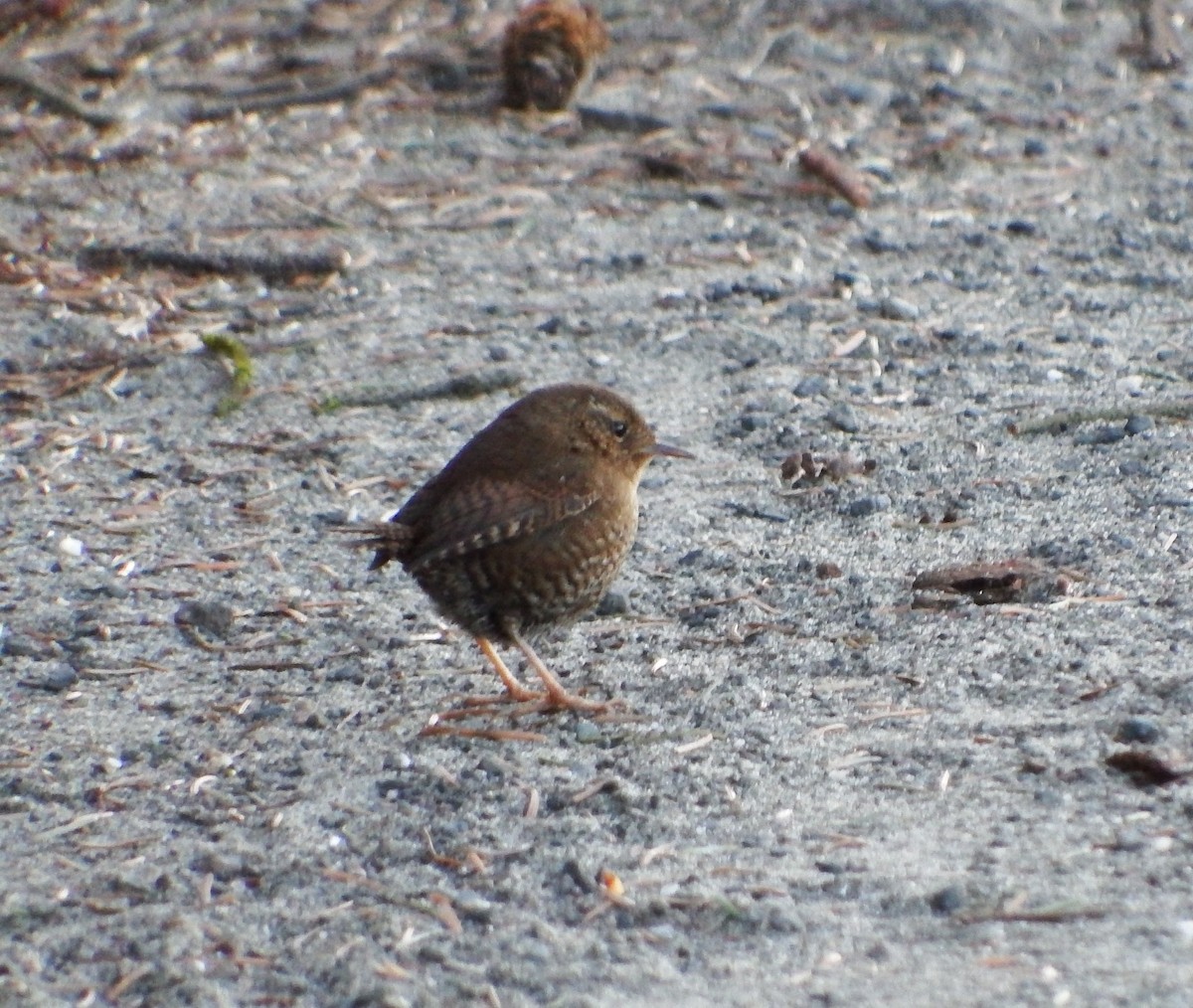 Pacific Wren - ML79394801