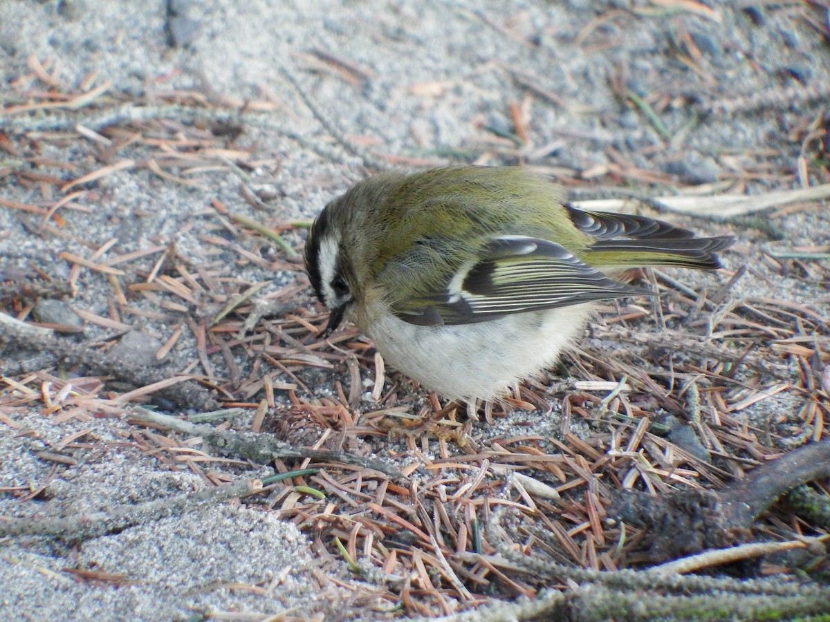 Golden-crowned Kinglet - Nicholas Sly