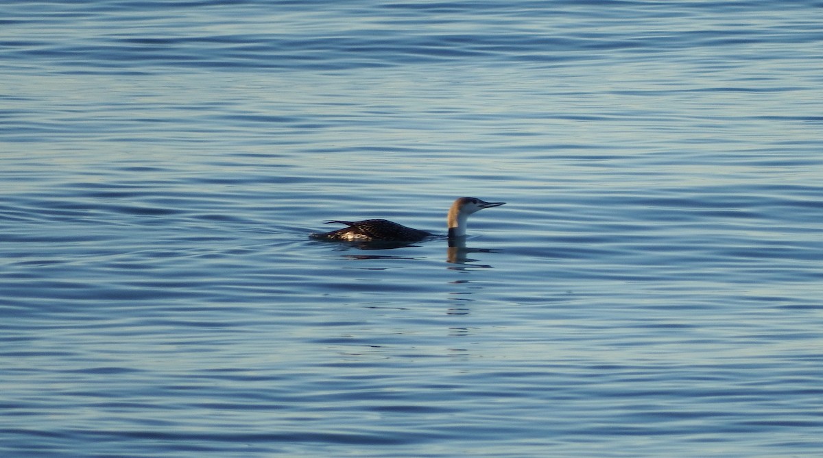 Red-throated Loon - ML79395001