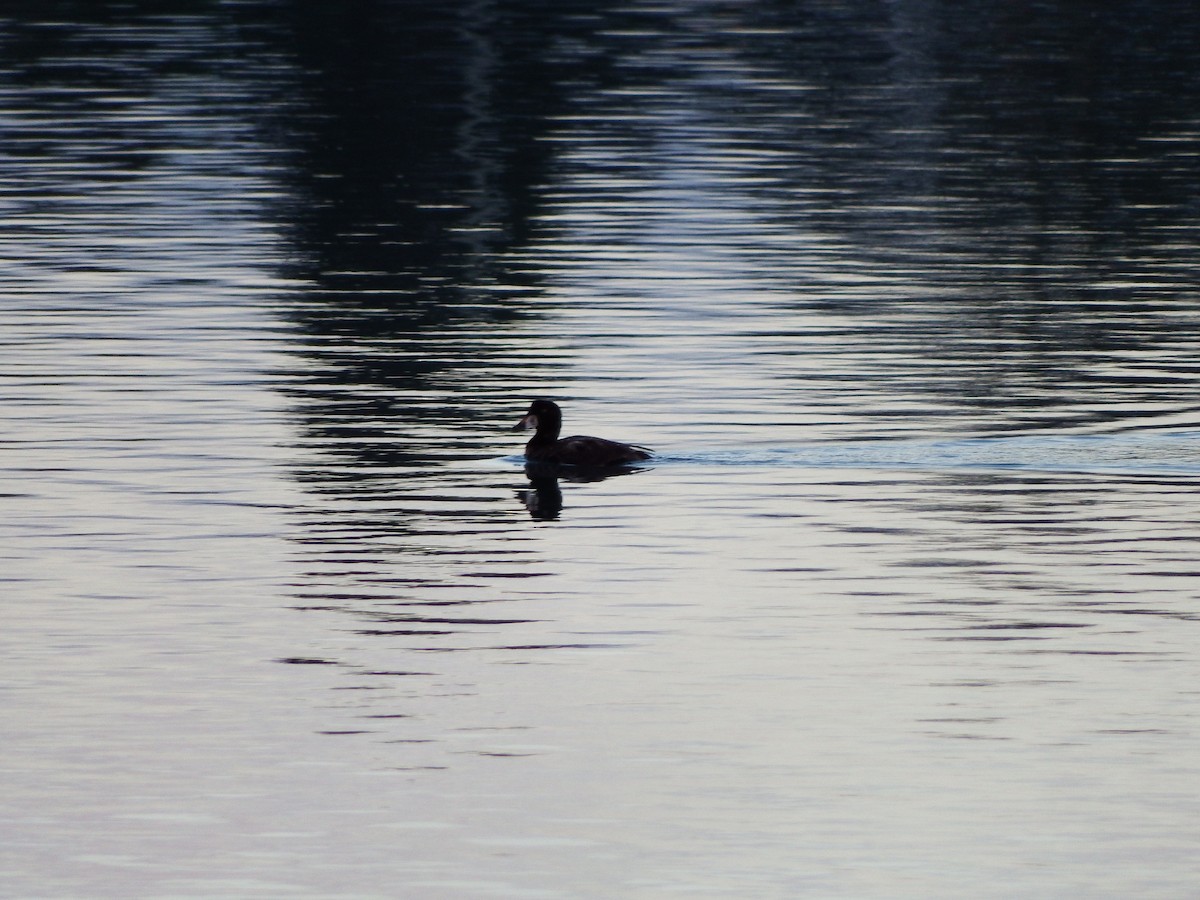 Surf Scoter - ML79395101