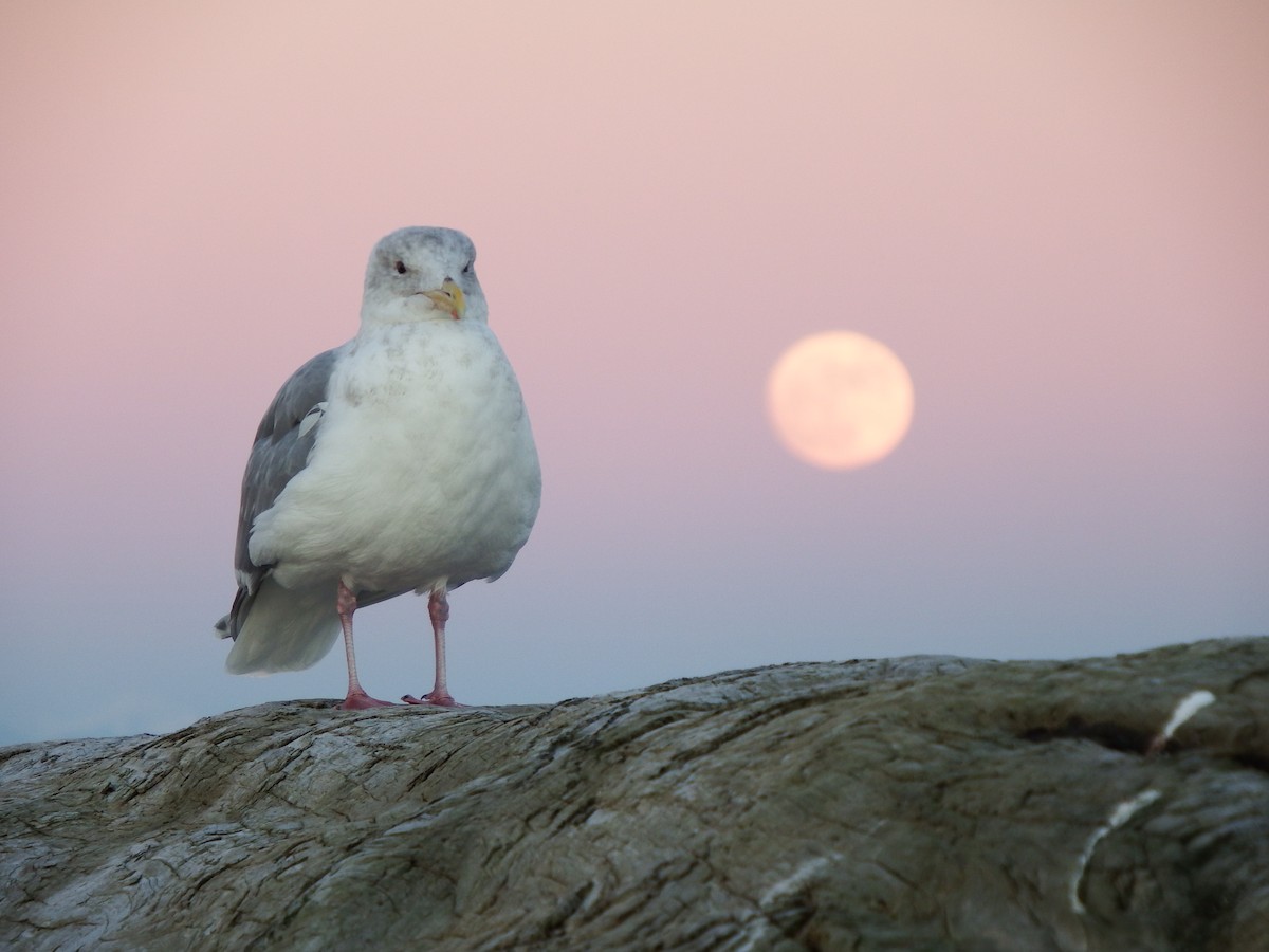 Western x Glaucous-winged Gull (hybrid) - ML79395231