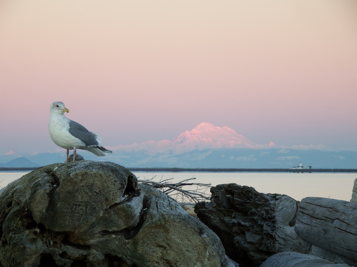 Western x Glaucous-winged Gull (hybrid) - ML79395241