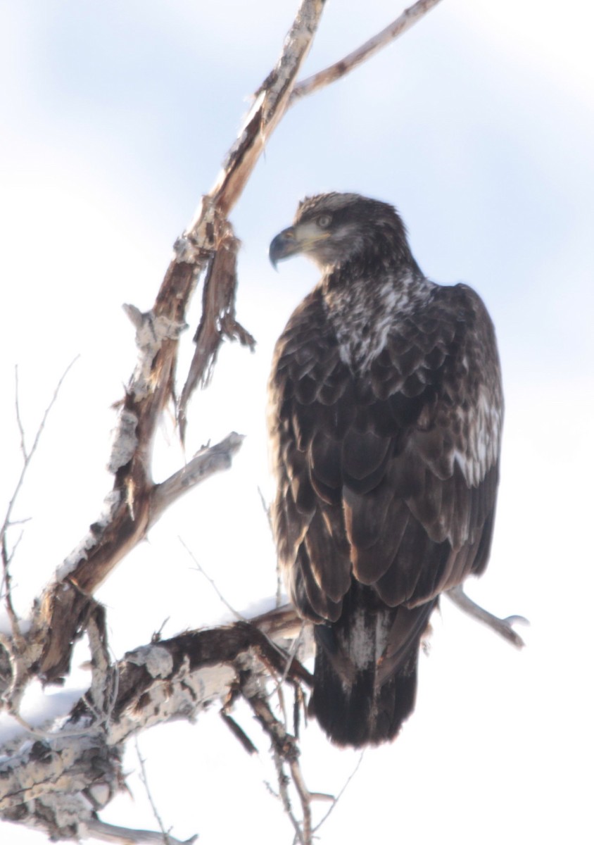 Bald Eagle - ML79396031