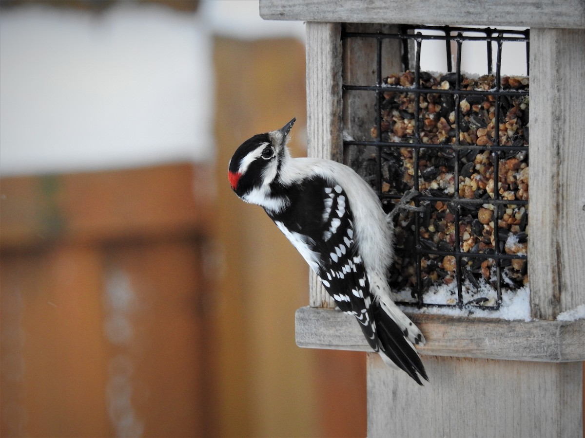 Downy Woodpecker - Edgar Otto