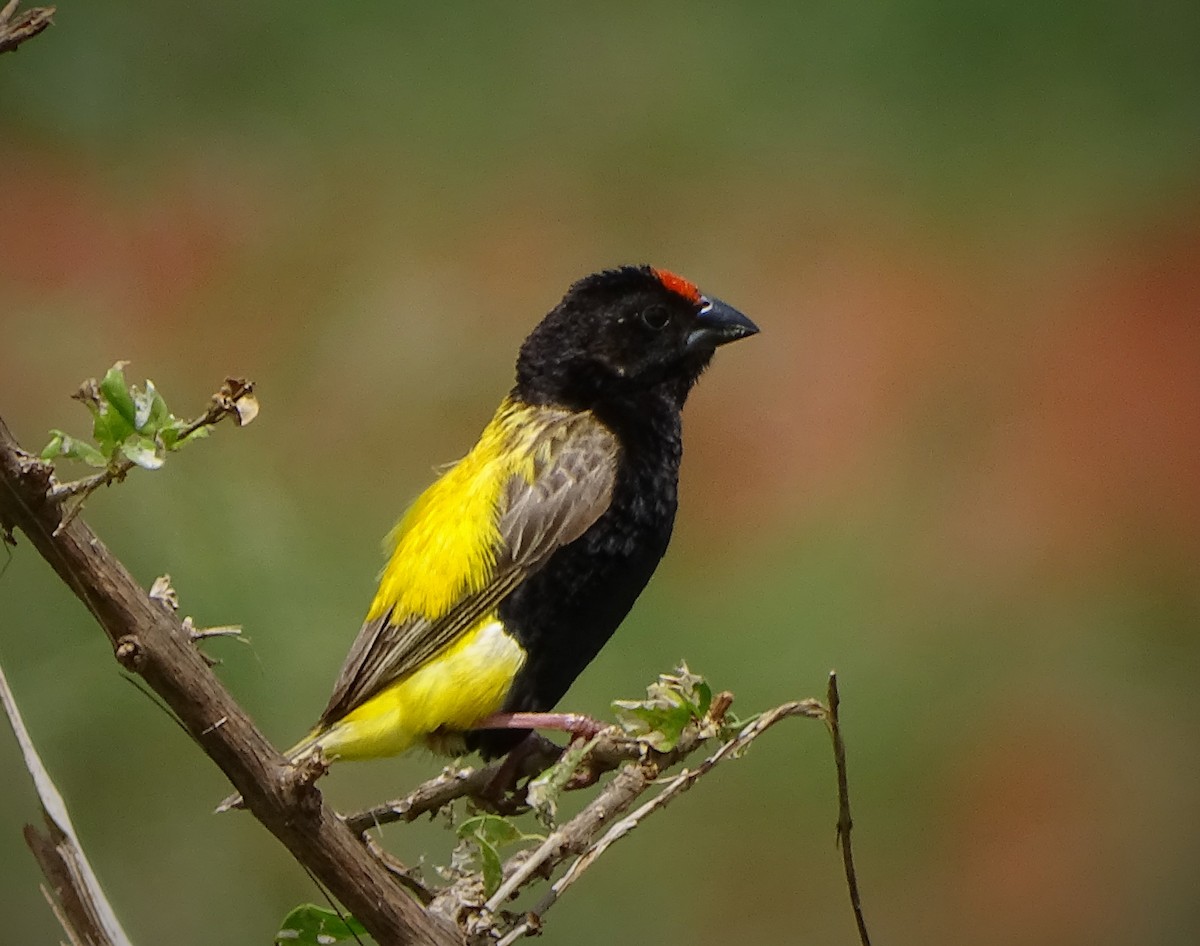 Fire-fronted Bishop - Doris  Schaule