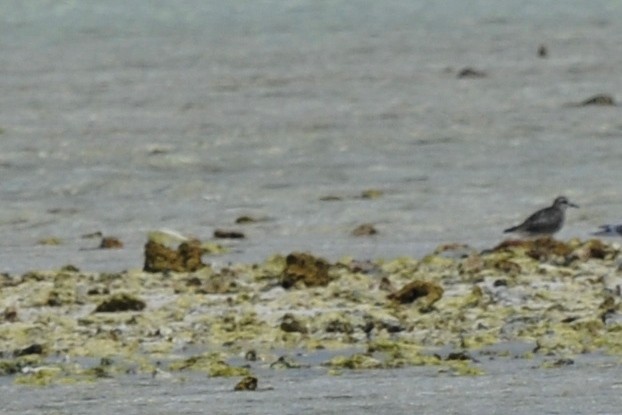 Pacific Golden-Plover - ML79399611