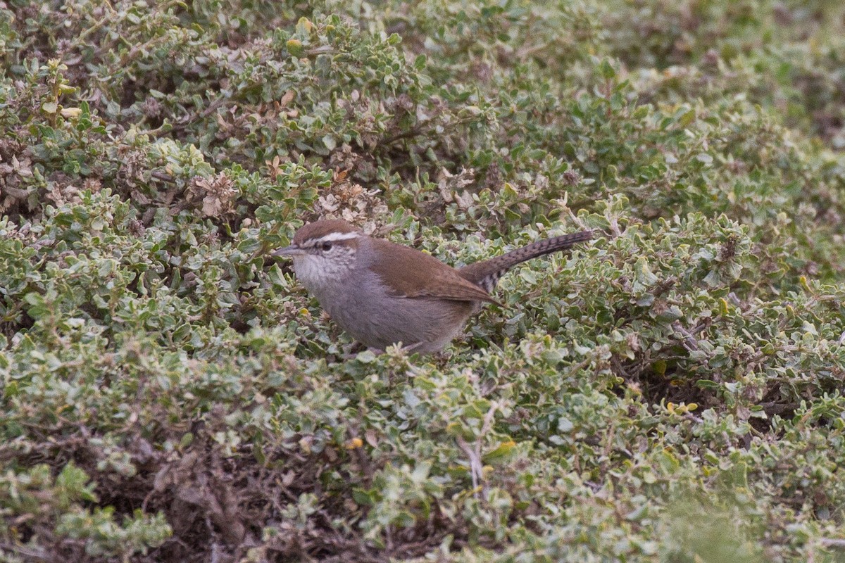 Bewick's Wren - ML79400471