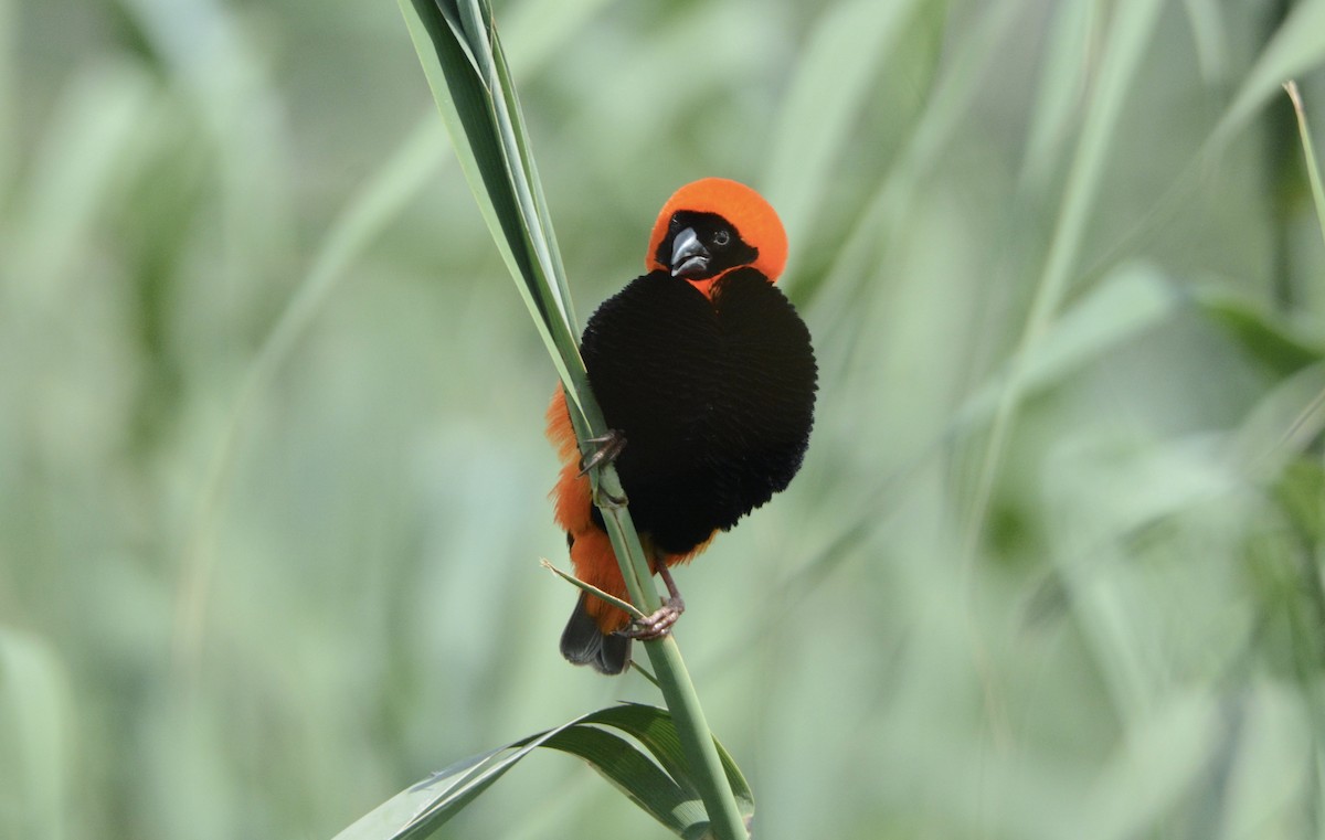 Southern Red Bishop - ML79401441