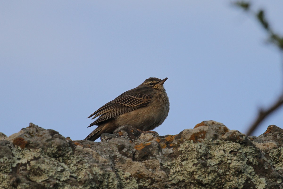 Long-billed Pipit (East African) - ML79401571