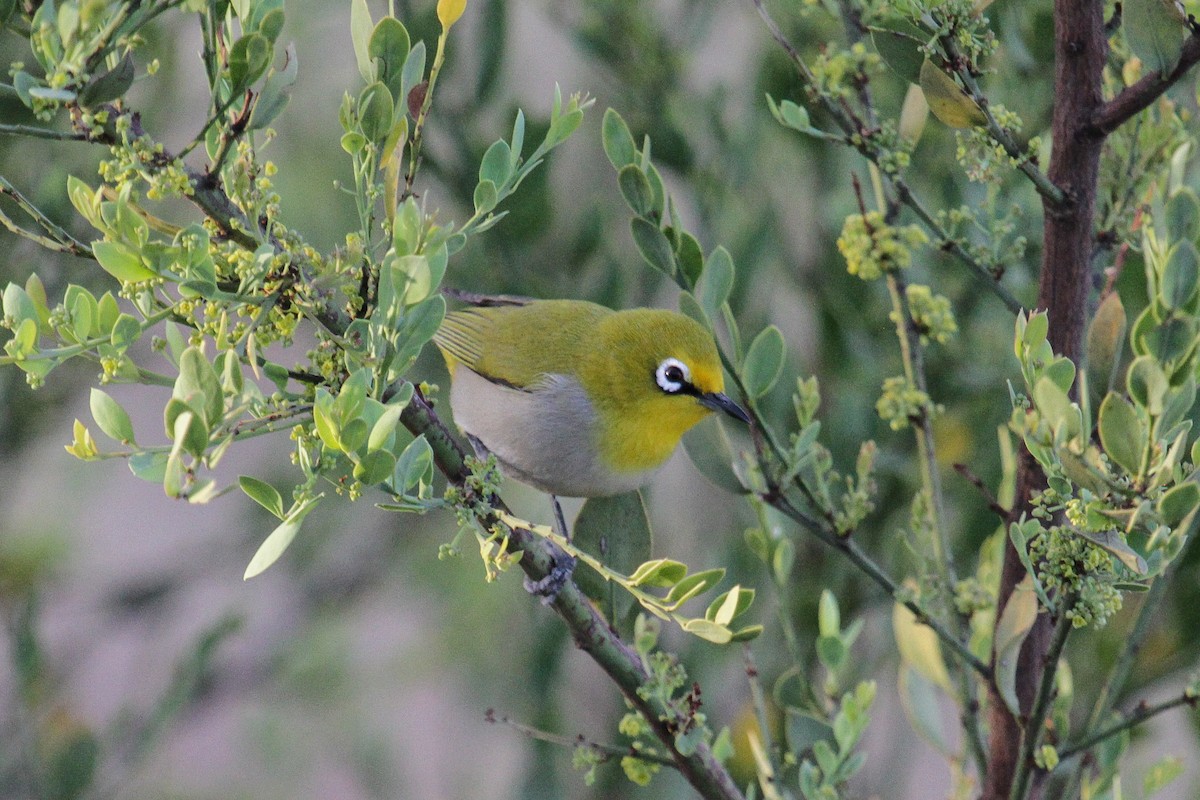 Heuglin's White-eye (Ethiopian) - Tommy Pedersen