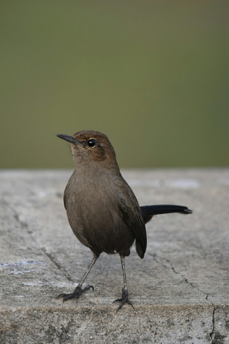 Indian Robin - ML79402091