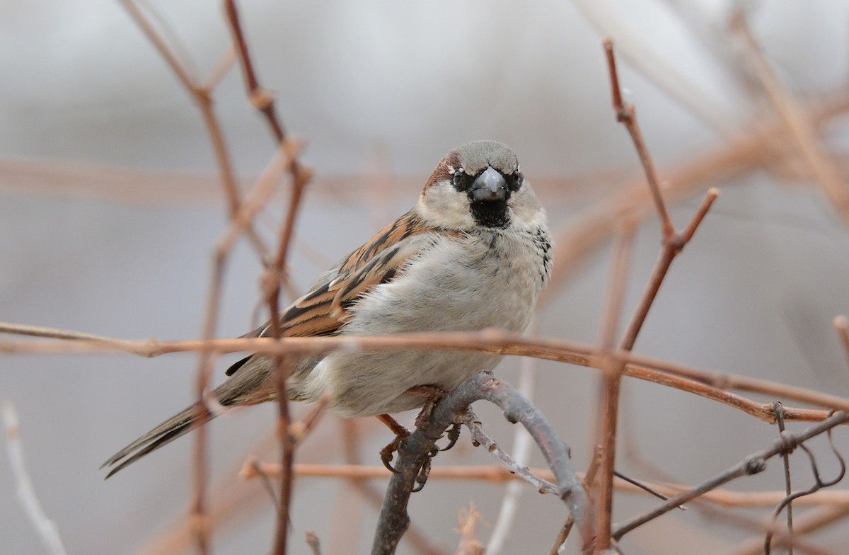 House Sparrow - ML79402161