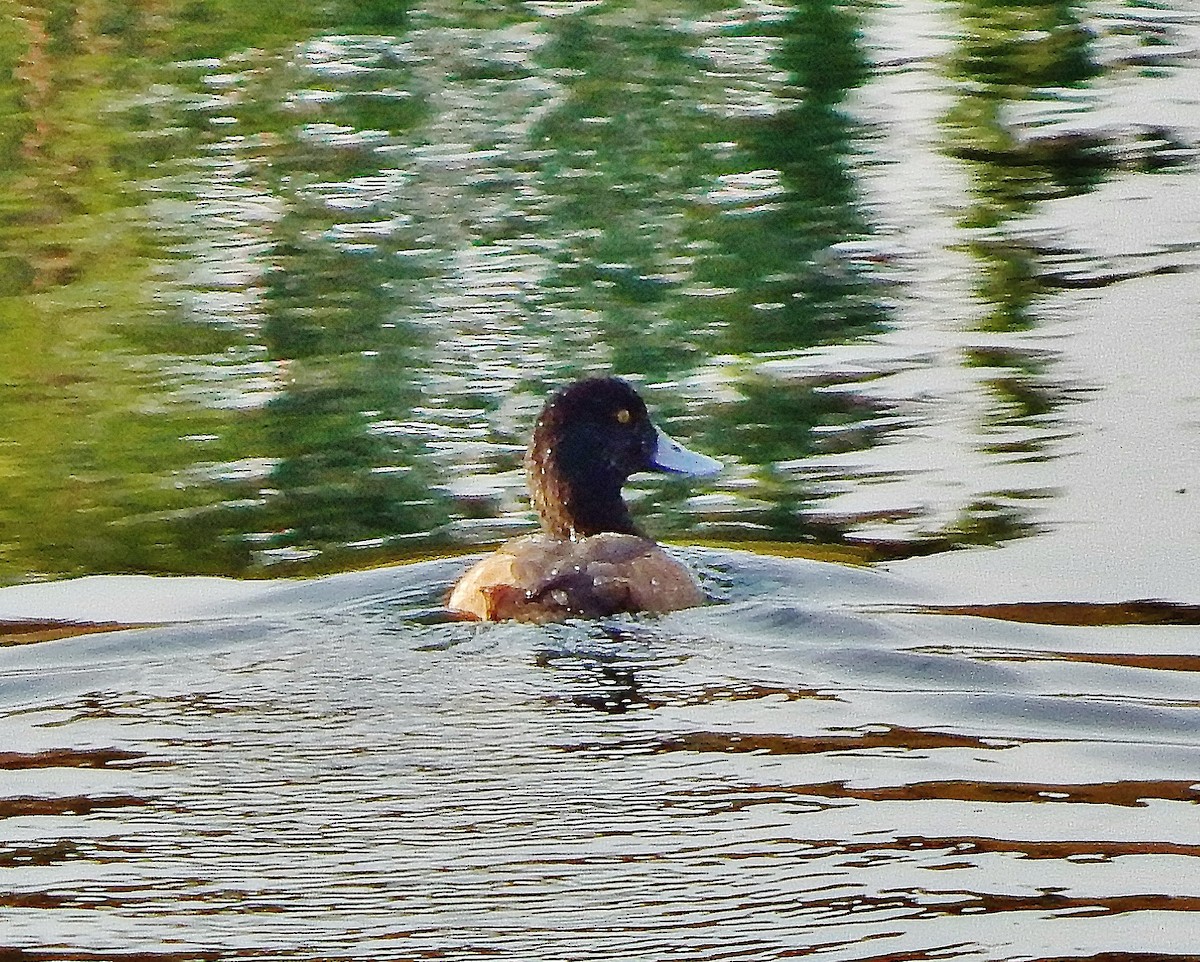 Greater Scaup - Ron Kittinger