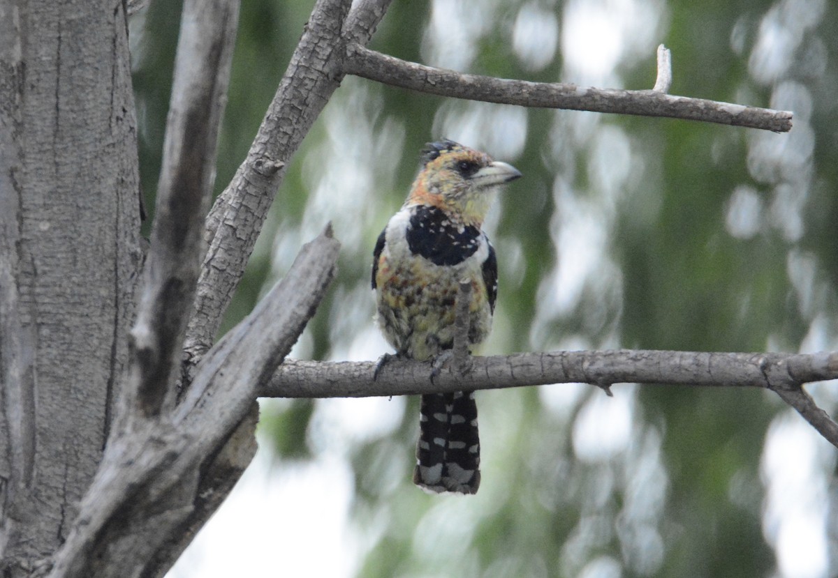 Crested Barbet - ML79402551