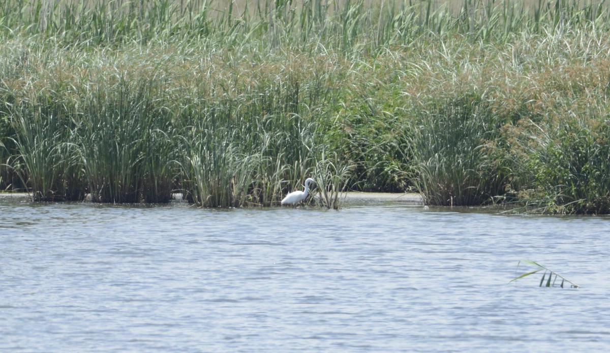 Little Egret (Western) - ML79403251
