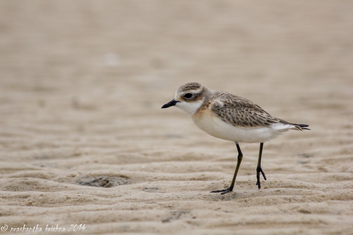 Tibetan Sand-Plover - PRASHANTHA KRISHNA M C