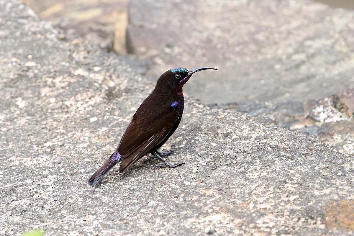 Amethyst Sunbird - Charley Hesse • Naturally Adventurous Podcast