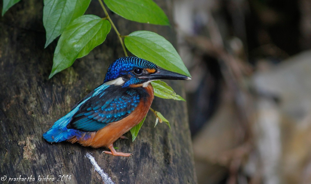 Martin-pêcheur méninting - ML79403991