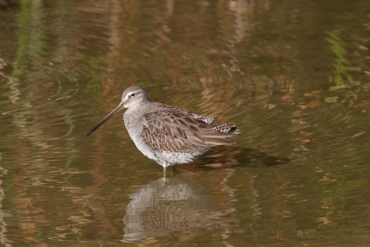 Long-billed Dowitcher - ML79404091