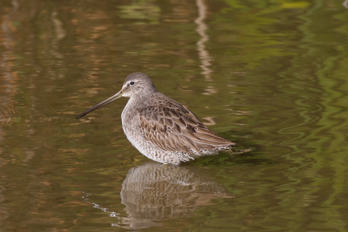 Long-billed Dowitcher - ML79404101