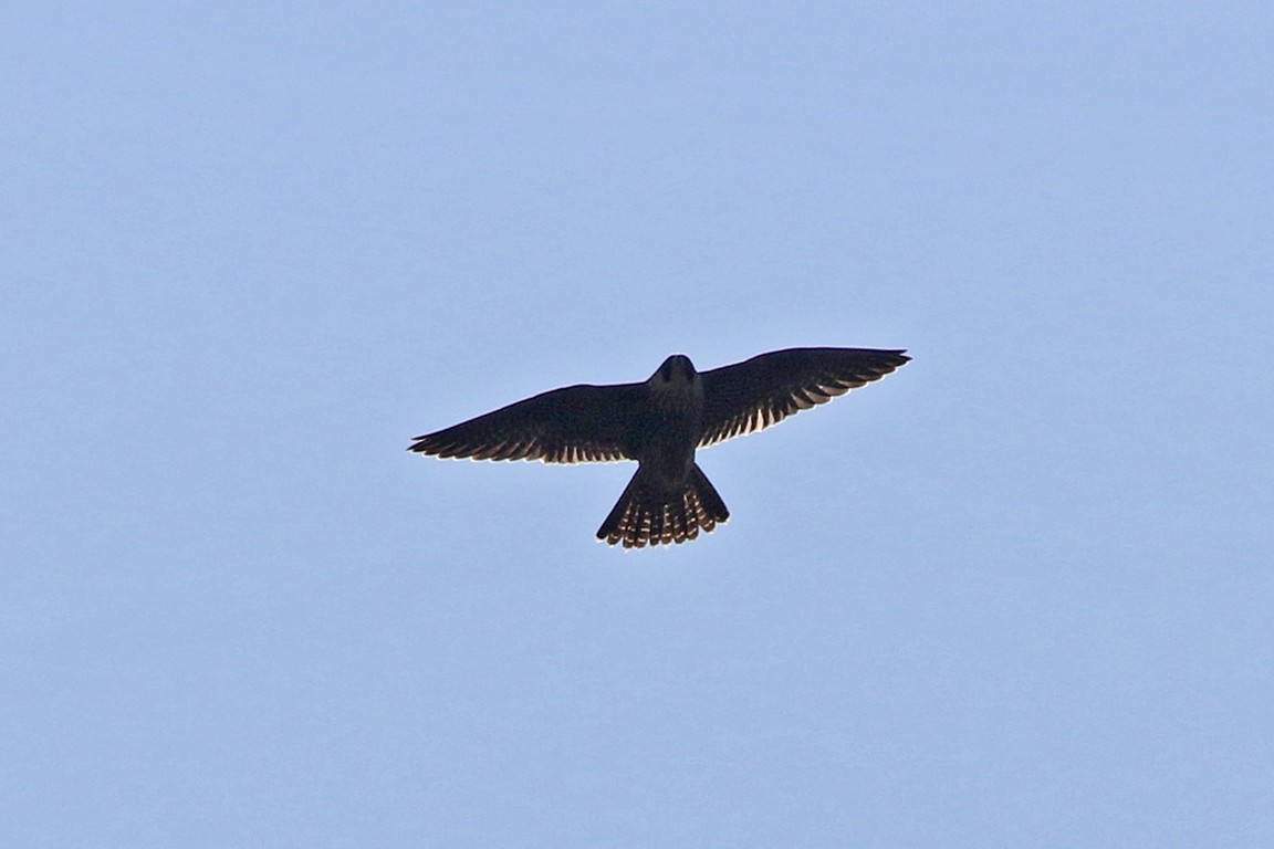 Peregrine Falcon (African) - ML79404571