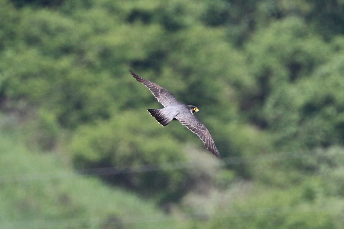 Peregrine Falcon (African) - ML79404581