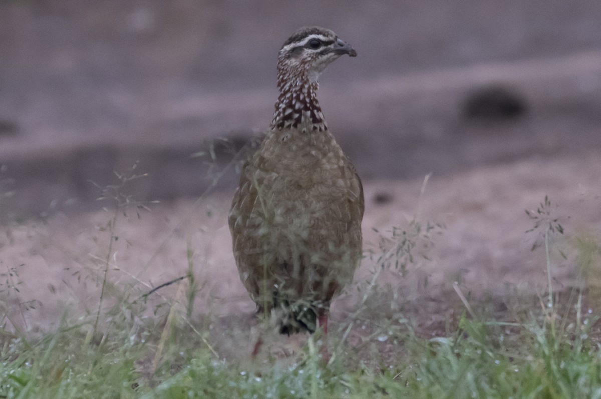 Crested Francolin - ML79404651