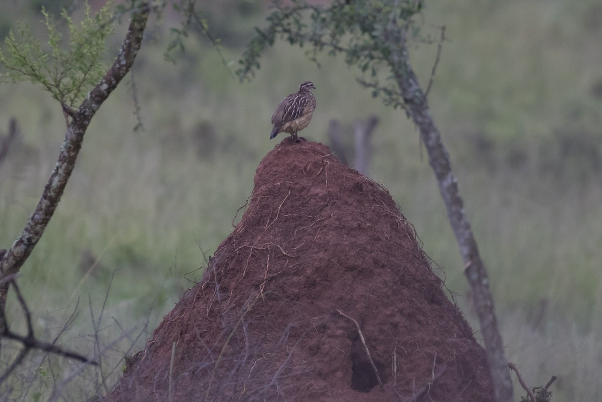 Crested Francolin - ML79404661