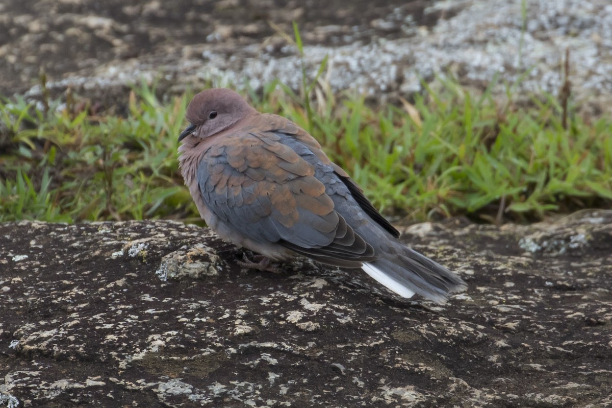 Tórtola Senegalesa - ML79404701