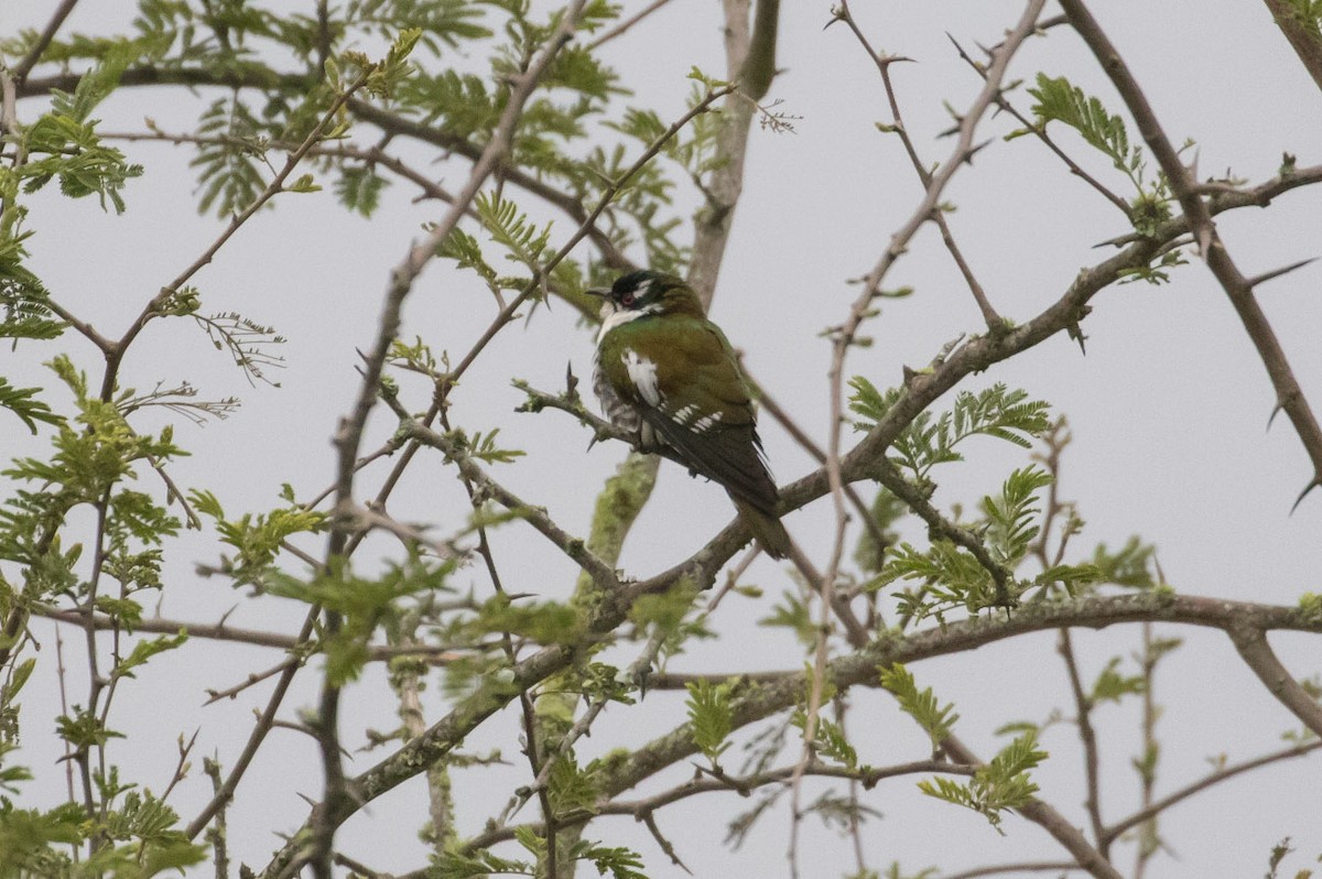 Dideric Cuckoo - Michael Todd