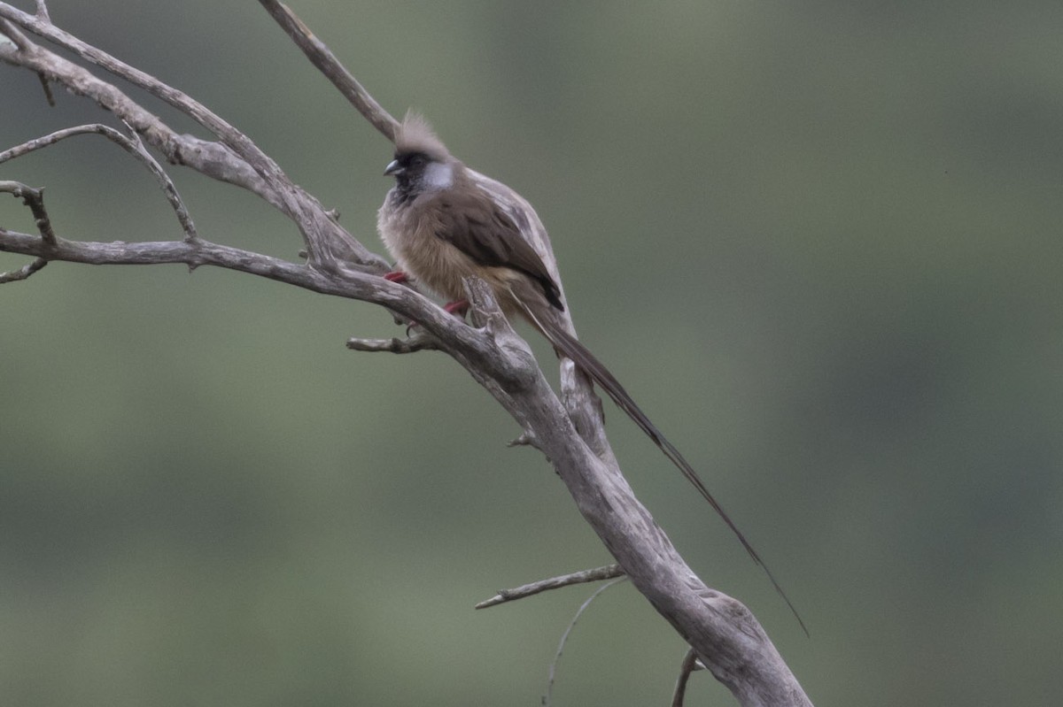 Speckled Mousebird - Michael Todd