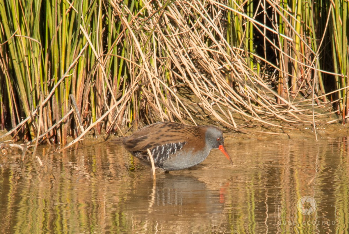 Water Rail - ML79404851