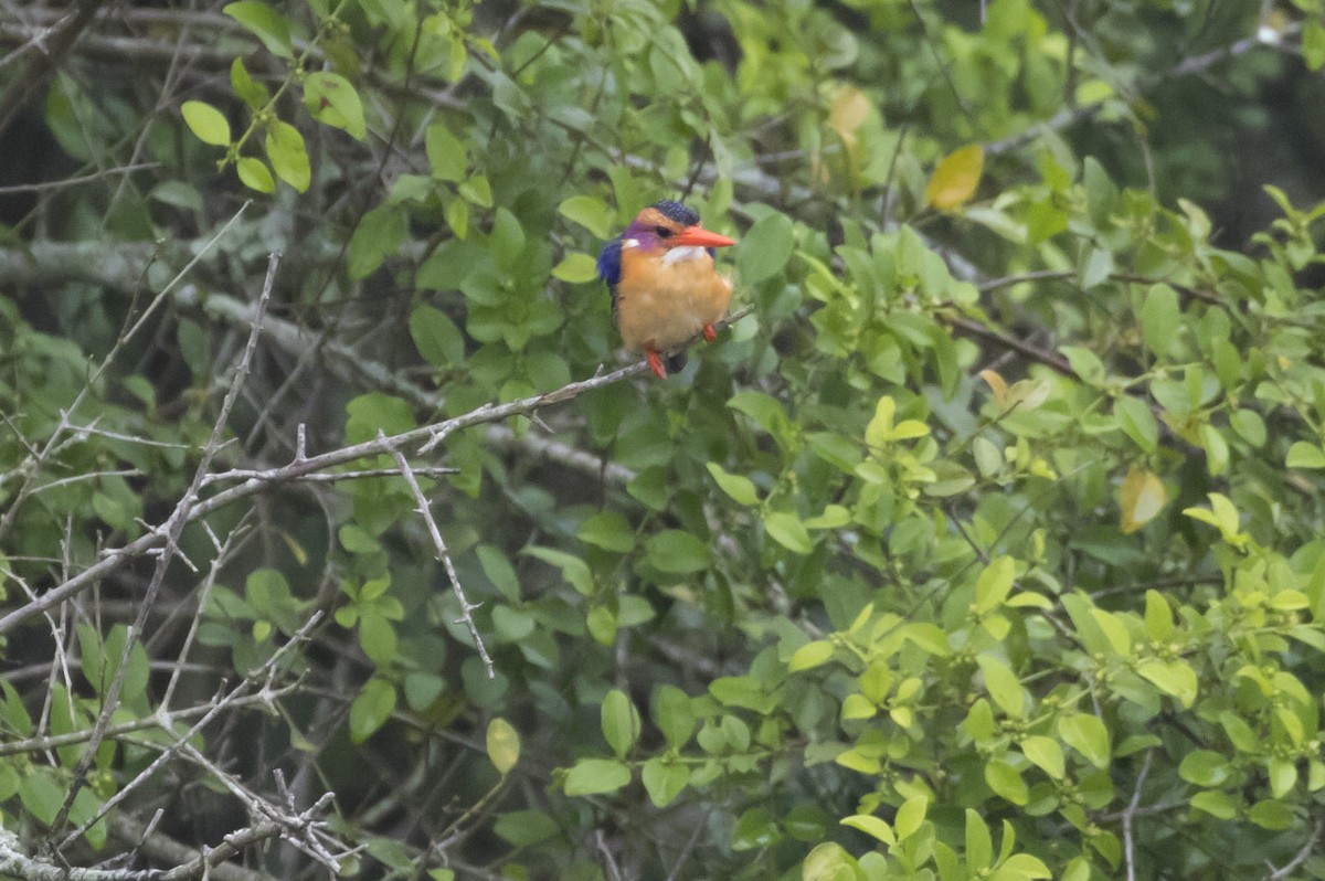 African Pygmy Kingfisher - ML79404861