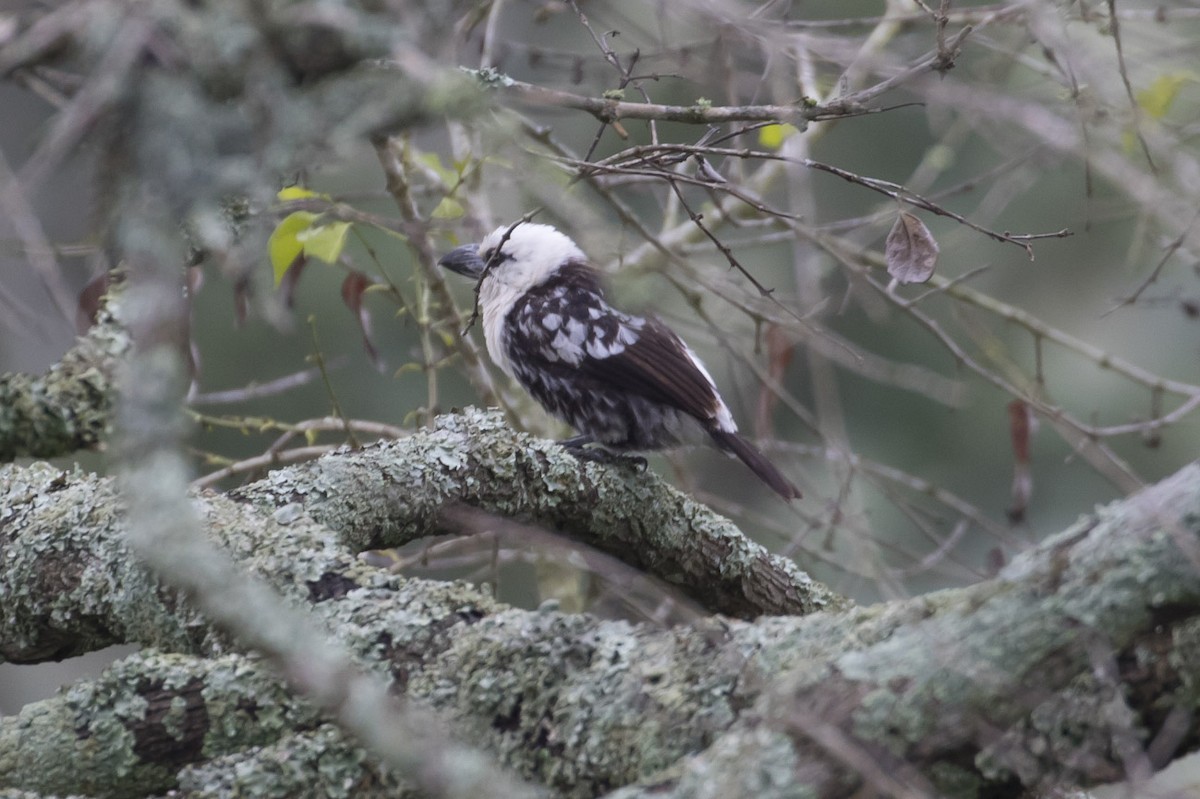 Weißkopf-Bartvogel - ML79404881