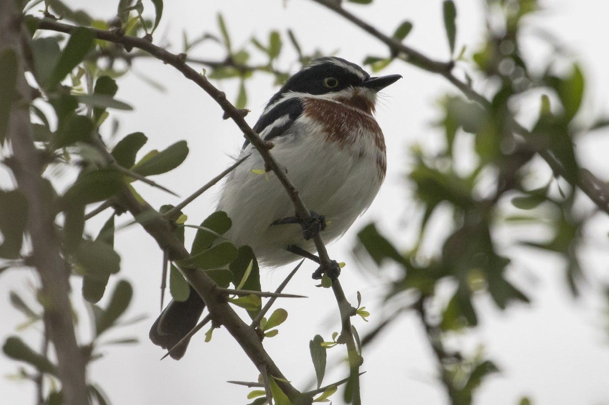 Chinspot Batis - ML79404901