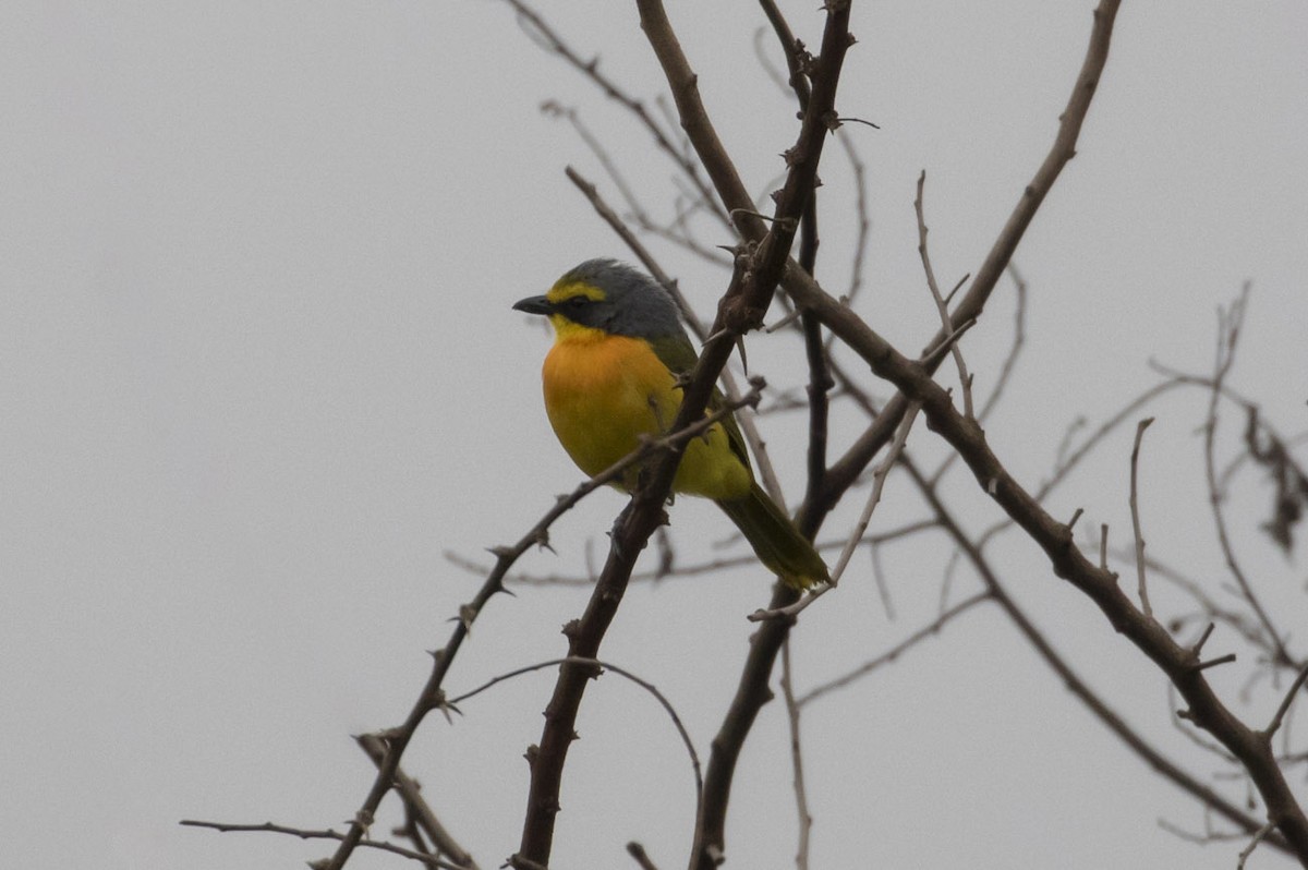 Sulphur-breasted Bushshrike - ML79405011