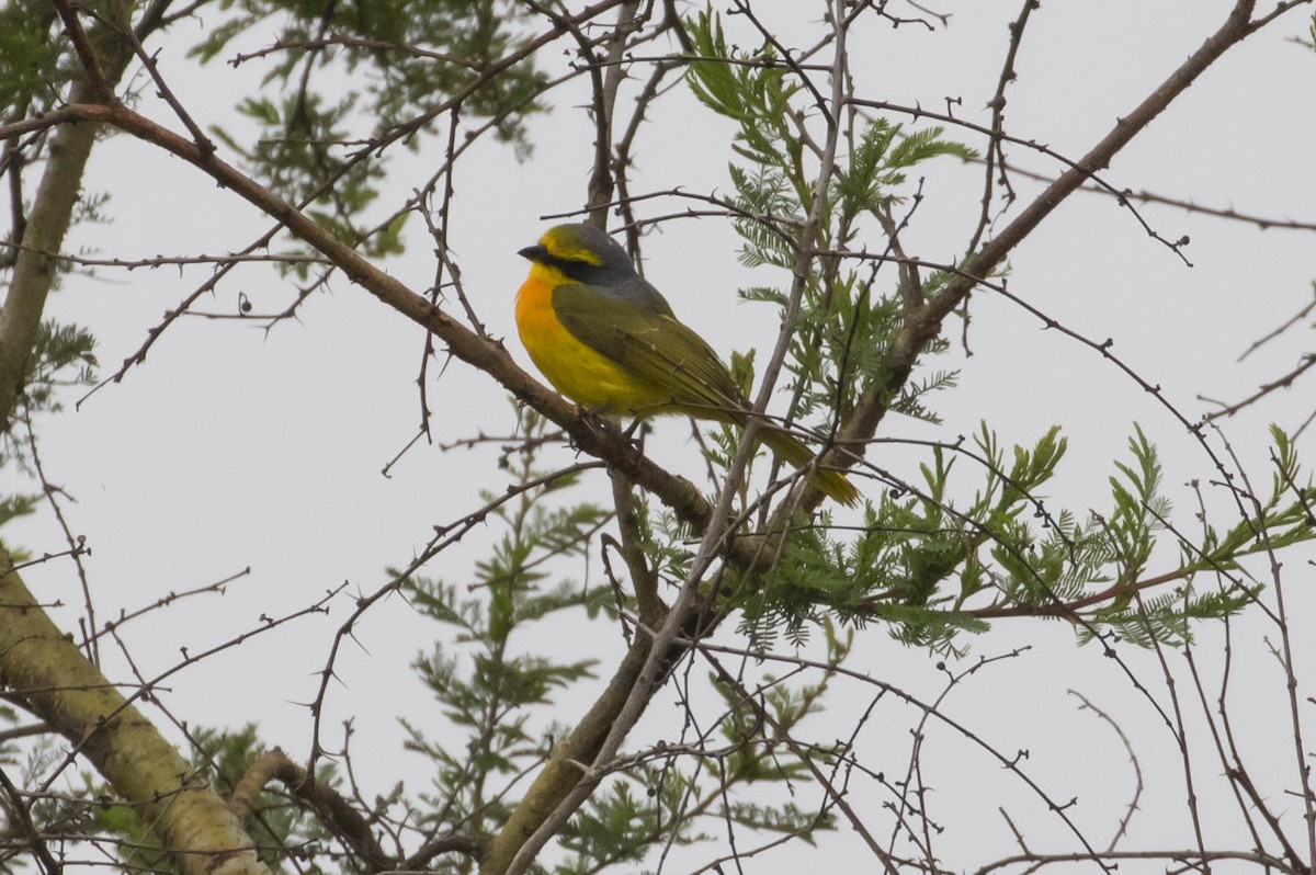 Sulphur-breasted Bushshrike - ML79405021