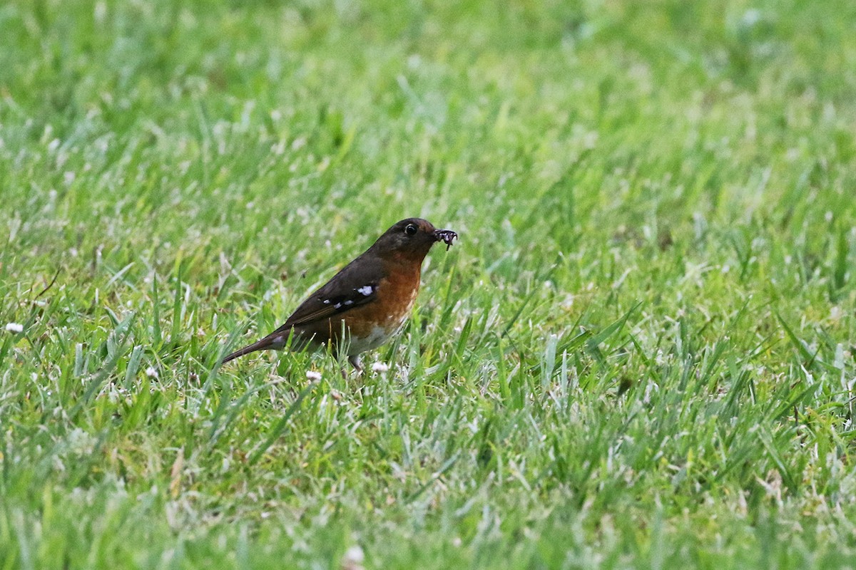 Orange Ground-Thrush - Charley Hesse • Naturally Adventurous Podcast