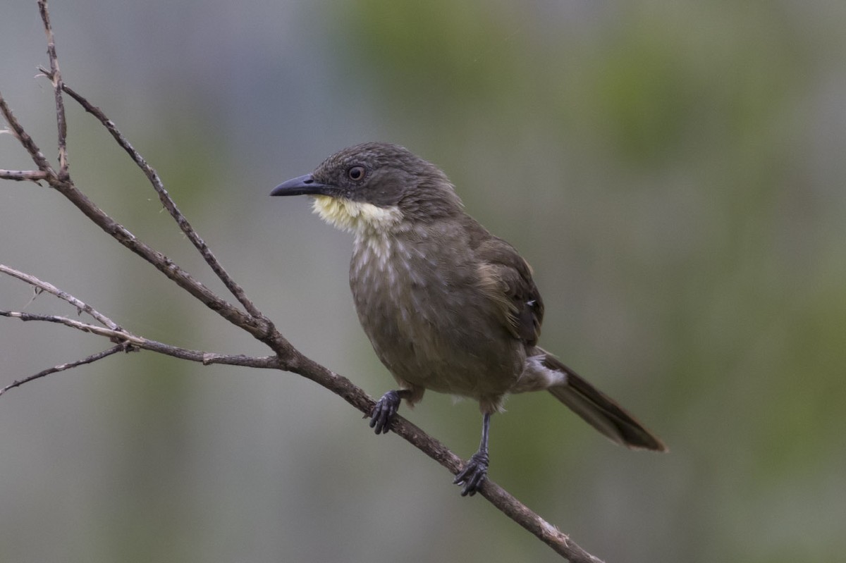 Bulbul à gorge claire - ML79405181