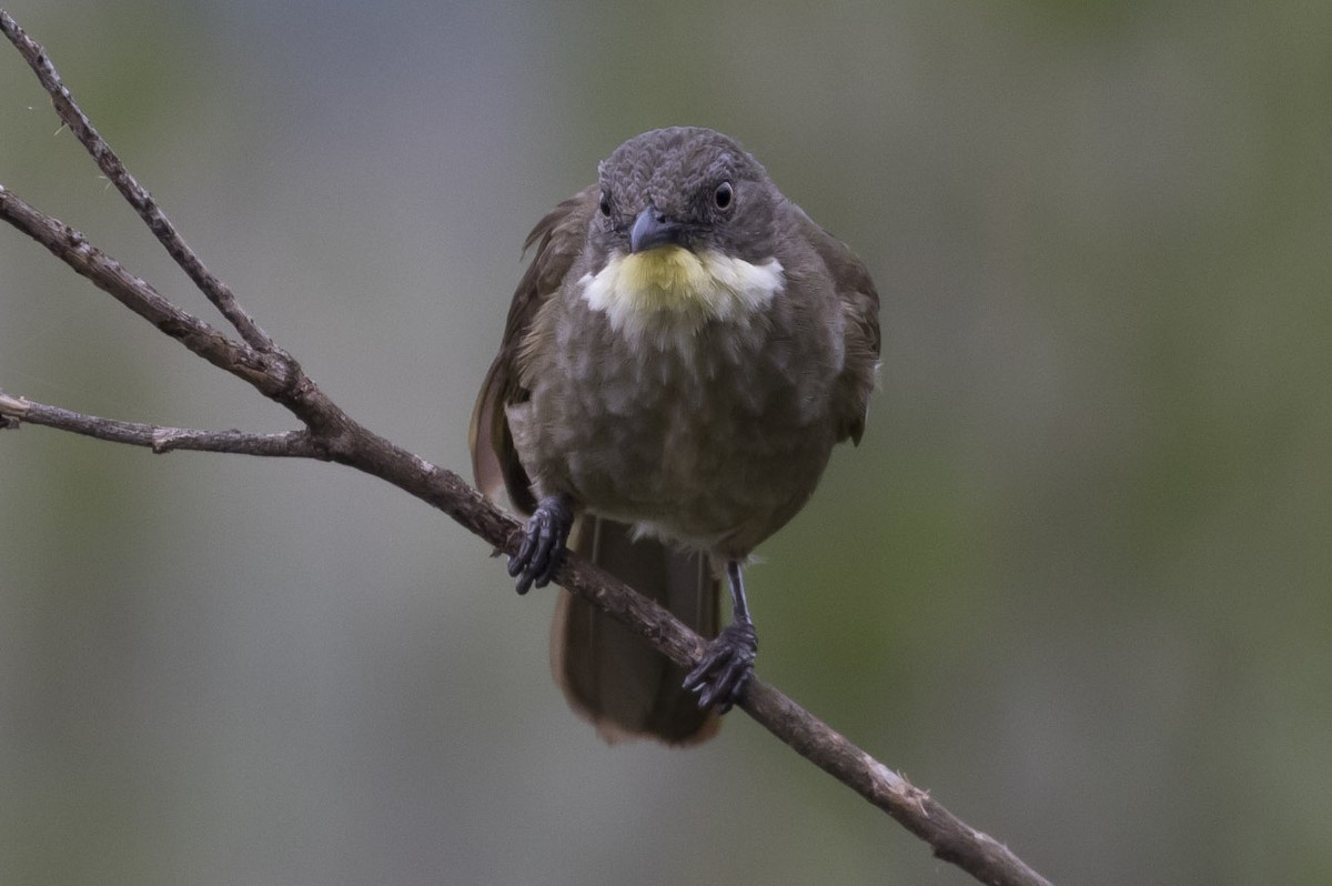 Yellow-throated Greenbul - ML79405191