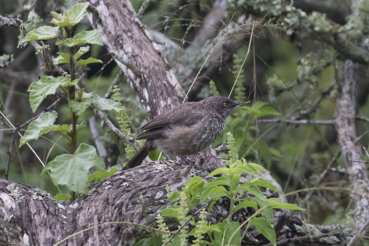 Arrow-marked Babbler - Michael Todd