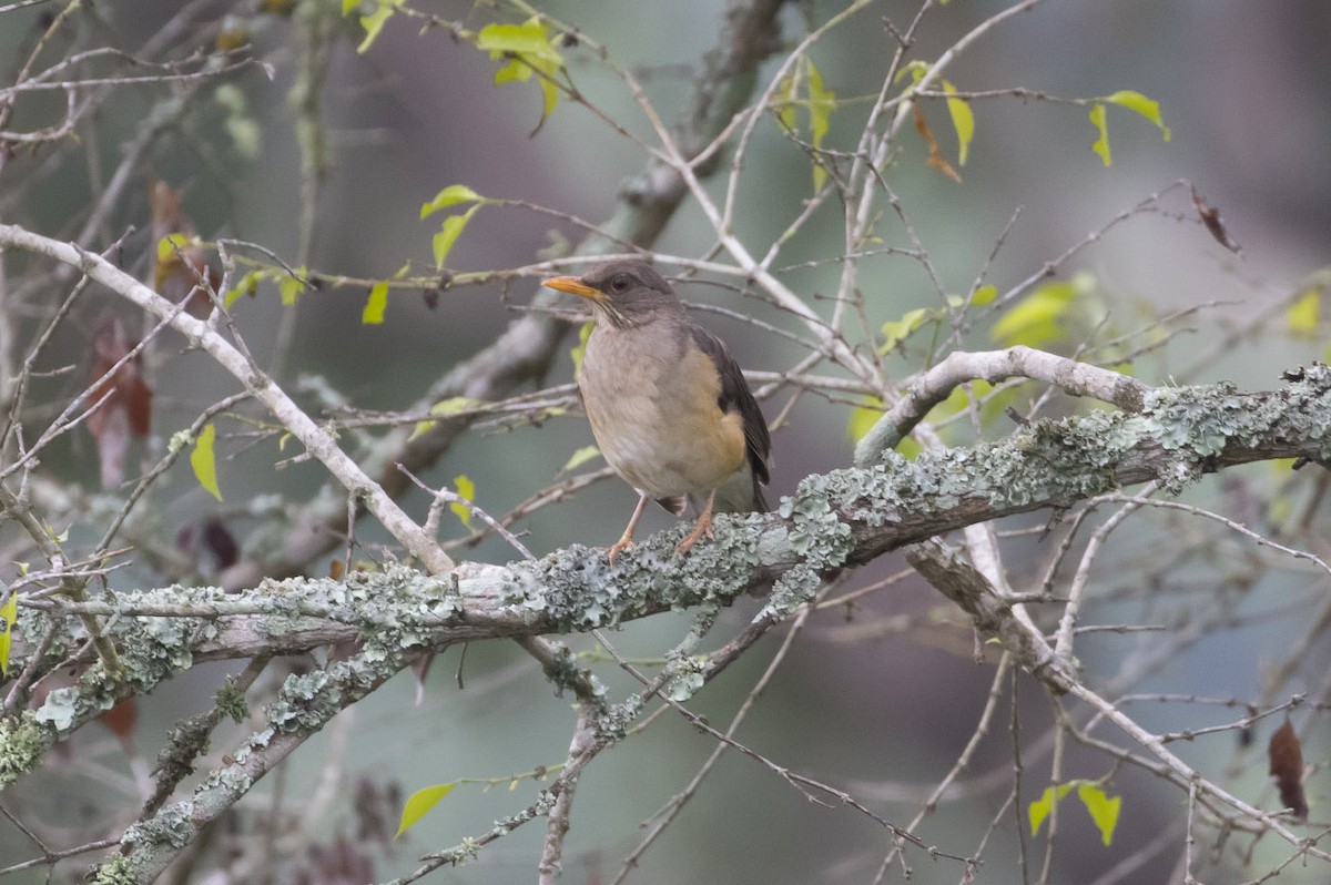 African Thrush - ML79405401